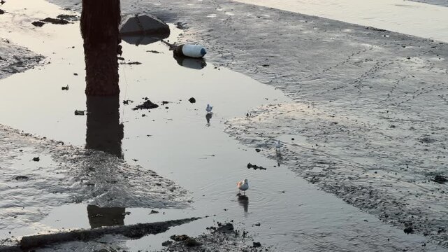 Several seagulls wade and forage in shallow water on mudflats at low tide near a wooden post and a buoy, with soft morning light reflecting on the water