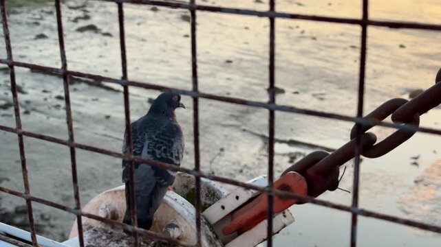 A pigeon perches on a white structure behind a rusty fence, looking out over mudflats and water at Gosport, England, during a calm morning