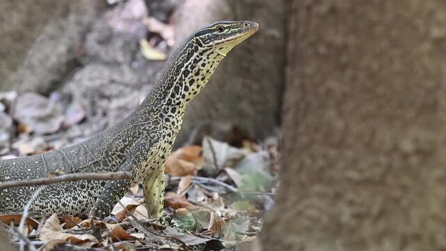 Monitor lizard, also Goanna, in tropical north Queensland, Australia, large reptile native to tropical rainforests