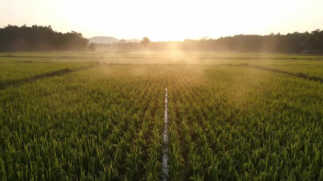 Golden Sunrise Over Lush Green Rice Paddies With Gentle Mist Rising Background Trees Landscape