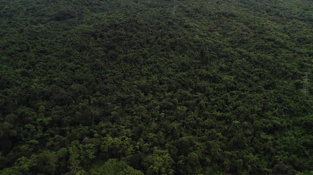 Sideward moving view of very dense tropical forest foliage covering mountainous landscape during overcast weather.