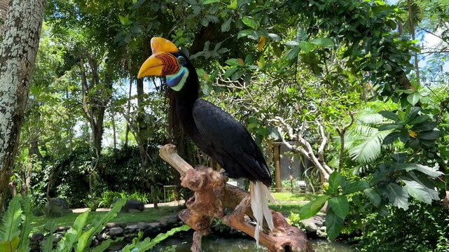 Knobbed hornbill perched on branch in tropical forest