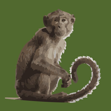 Vector illustration of a monkey on green background