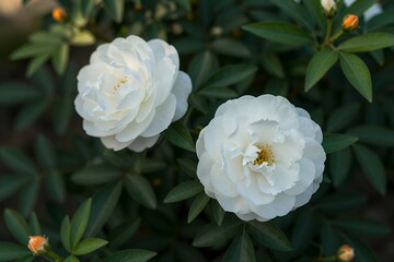Obraz premium Beautiful White Flower Blooms with Vibrant Green Foliage in a Natural Garden Setting