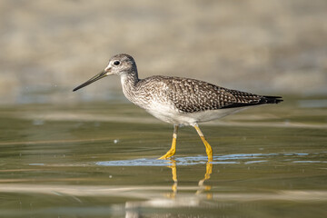 Obraz premium Yellow leg in water 