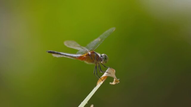 Stunning slow motion shot of a dragonfly perched on a leaf tip with a lush green bokeh background. Capturing the intricate details of its wings and body movement in a serene natural environment.