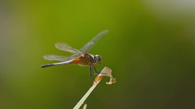 Stunning slow motion shot of a dragonfly perched on a leaf tip with a lush green bokeh background. Capturing the intricate details of its wings and body movement in a serene natural environment.