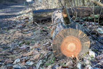 Pień po ściętym drzewie leżący przy leśnej drodze © qrrr