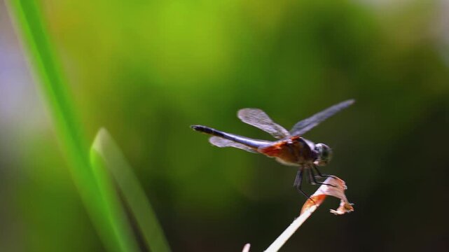 Stunning slow motion shot of a dragonfly perched on a leaf tip with a lush green bokeh background. Capturing the intricate details of its wings and body movement in a serene natural environment.