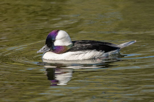 Bufflehead duck in the water