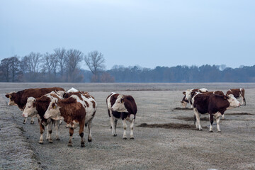 Stado byków wypasane na łące © qrrr