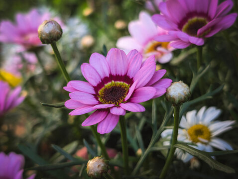 Close-up of a beautiful pinkish-purple Marguerite Daisy (Argyranthemum frutescens) in full bloom.