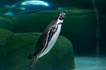 Naklejka premium ペンギン