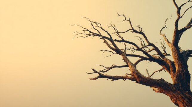 A dry tree with brittle branches against a golden sky
