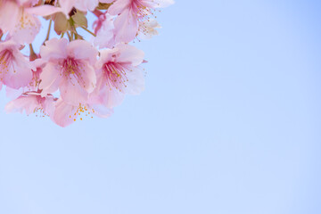 満開のカワヅサクラのクローズアップと青空