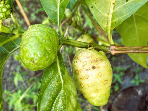 Close-up photo of Noni fruit (Morinda citrifolia L).