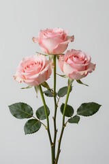 Obraz premium Three Pink Roses with Green Leaves on Stems Against a Plain White Background