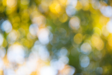 Obraz premium natural green background. background in green colors, the bokeh effect