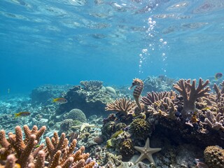 Obraz premium Vibrant Underwater Coral Reef with Starfish and Fish in Clear Blue Ocean Water