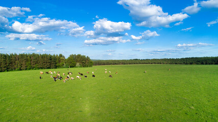 Obraz premium green field and blue sky