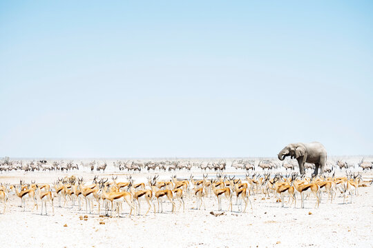 Namibia, Etosha National Park, elephant surrounded by Springboks and Oryx