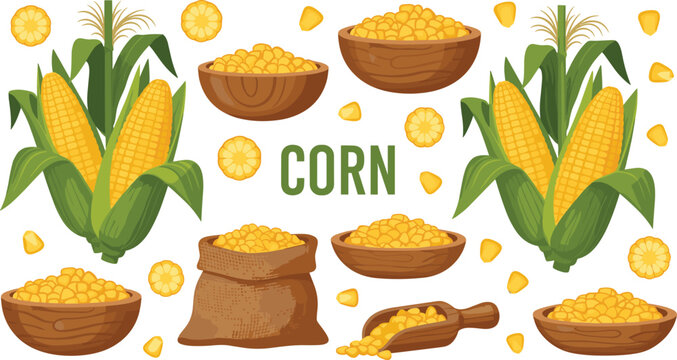 Sweet corn harvest collection. Fresh maize cobs with kernels in bowls and sack. Organic farm crop illustration for cooking ingredients, agriculture design, and healthy food concepts.