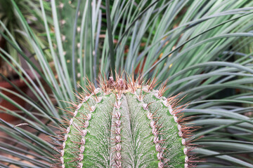 astrophytum ornatum close-up on a blurred background. screen saver