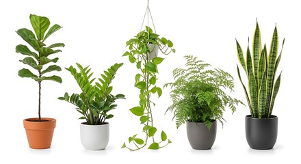 Obraz premium Collection of five different indoor potted plants on plain white surface