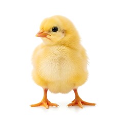 Obraz premium Adorable chick isolated on pure white