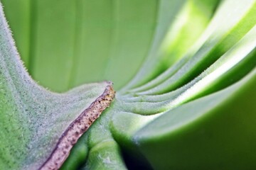 Close up of green Bananas in my garden © lehmannw