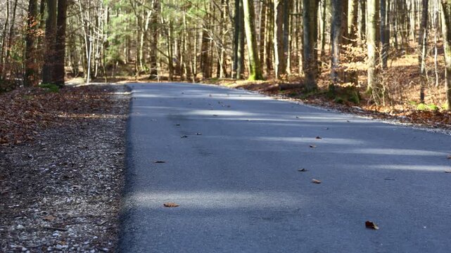Dry leaves rolling across a forest road in the wind, capturing seasonal movement, natural textures and the calm atmosphere of a quiet woodland route
