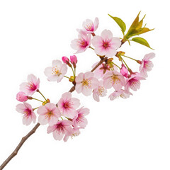 Naklejka premium A delicate branch of cherry blossoms in full bloom with vibrant pink flowers isolated on white background