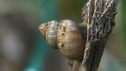 A snail strolling on a dry stalk © sergio