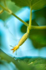 Fototapeta premium Fresh Green Cucumber Growing on the Vine