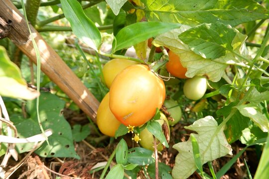 Macro photography of ripening Seeda tomatoes, showcasing the transition from pale green to vibrant pinkish-red.