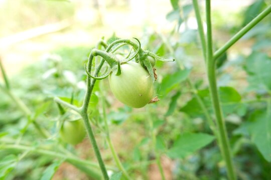 Seeda Tomato or Sida Tomato in the garden.