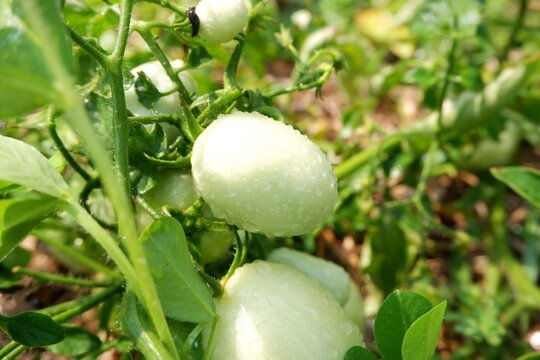Close-up view of water droplets clinging to Seeda Tomato or Sida Tomato.