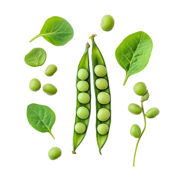 Fresh organic green peas in open pods and baby spinach leaves isolated on black background