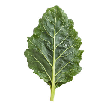 Fresh green swiss chard leaf isolated on a solid black background showing detailed vein structure and organic texture