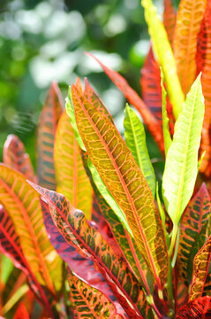 Codiaeum variegatium Blume or Croton, Variegated Laurel or Garden Croton or red leaf