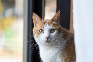 気になって見つめる猫の視線　茶トラ白	