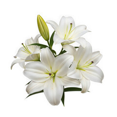 A beautiful bouquet of white lilies with delicate green stems and leaves isolated on white background
