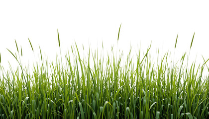 Obraz premium Patch of long thin green reed grass isolated on transparent background