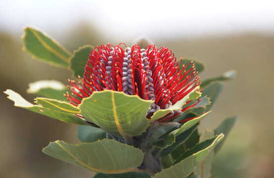 Close up shot of a Tall Mulla Mulla in Spring, Western Australia near Karijini National Park