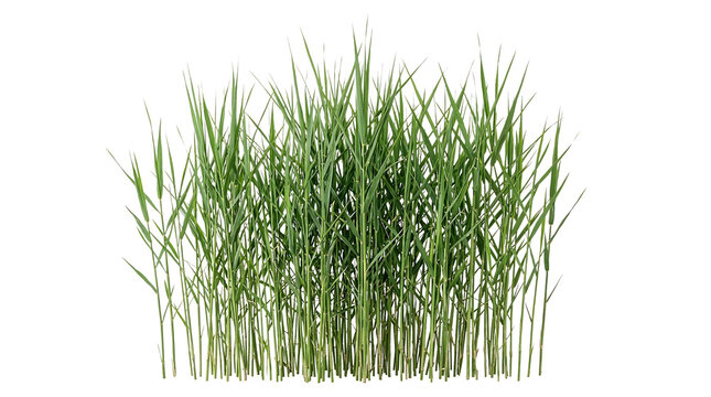 Patch of long thin green reed grass isolated on transparent background