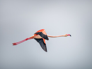 Flamant rose (Phoenicopterus roseus) en vol dans le ciel, grand oiseau emblématique des zones humides de Camargue © Colombe Delons
