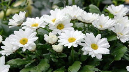 Obraz premium A panoramic view of a meadow filled with daisies, endless summer charm, copy space available,