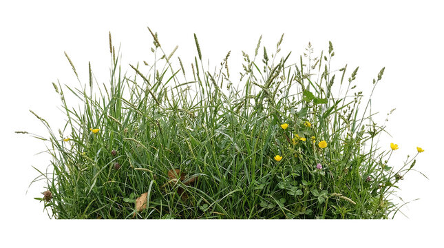 Tall wild green meadow grass patch isolated on transparent background