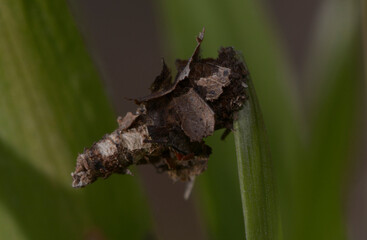 Bagworm moth caterpillar Psychidae in protective leaf camouflage case on green leaf in the forest