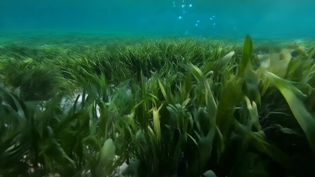 Underwater seagrass meadow capturing carbon particles for climate regulation